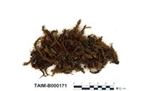 藏品(日本鳳尾苔)的圖片